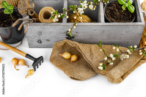 Gardening farming. Garden tools with seedlings onion and basil in wooden box with shovels and rake. Isolated on white background.