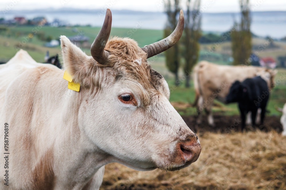 White cow at animal farm. Domestic cattle free range. Livestock on pasture White cow at animal farm. Domestic cattle free range. Livestock on pasture