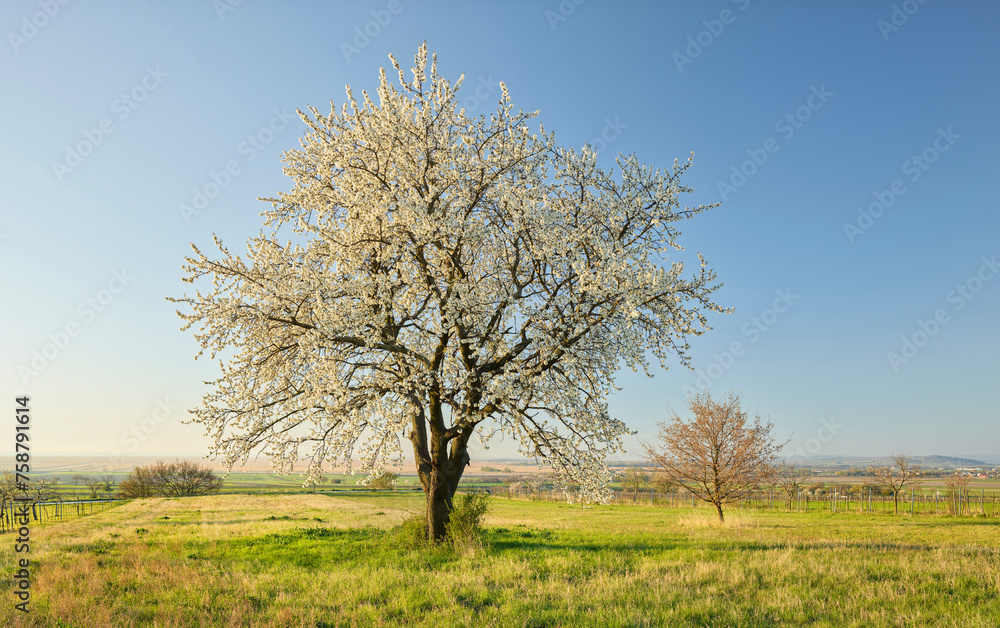 blühende Kirschbäume nahe Donnerskirchen, Burgenland, Österreich blühende Kirschbäume nahe Donnerskirchen, Burgenland, Österreich