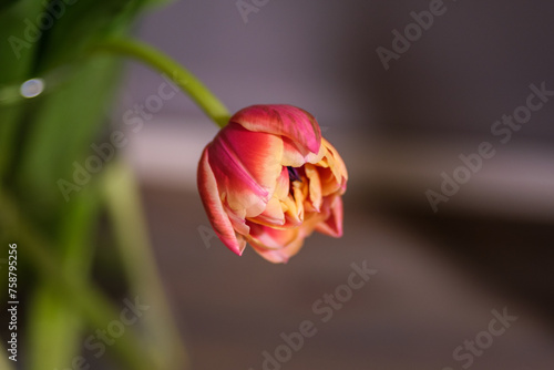 Radiant Revelry: Sunlit Splendor of Vibrant Tulips, Tulpes, Tulipa photo