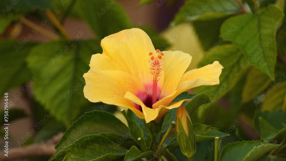 Hibiscus brackenridgei is an endangered Hawaiian endemic plant and it is the official state flower of Hawai'i. It is native to dry forests and shrub lands at elevations from 400 to 2,600 feet. Hibiscus brackenridgei is an endangered Hawaiian endemic plant and it is the official state flower of Hawai'i. It is native to dry forests and shrub lands at elevations from 400 to 2,600 feet.