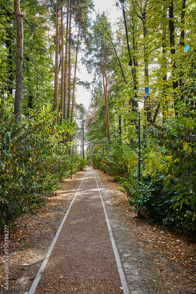 Fototapeta premium perspective view of alley in botanical garden