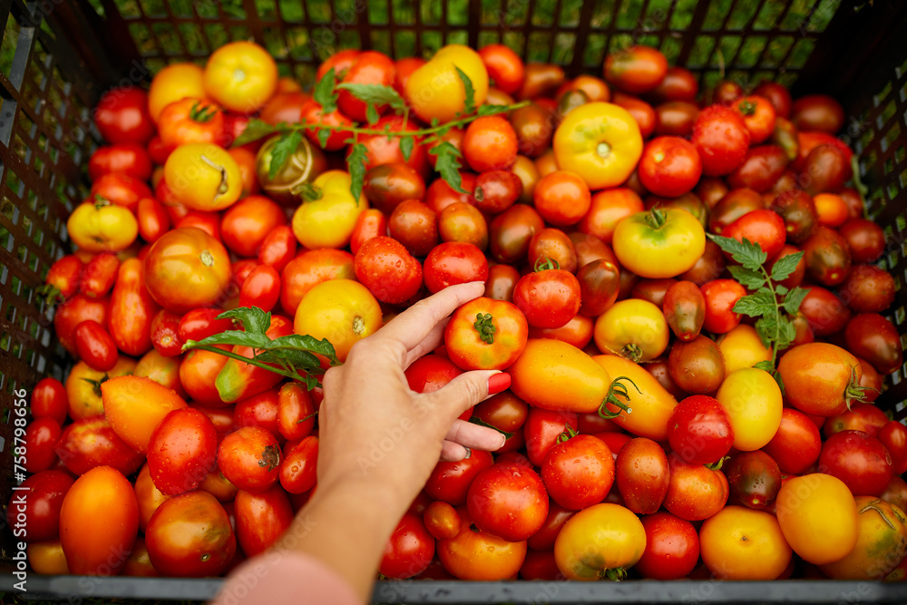 Hand Selecting a Fresh Tomato Among Various Heirloom Varieties at a Farmers Market Hand Selecting a Fresh Tomato Among Various Heirloom Varieties at a Farmers Market