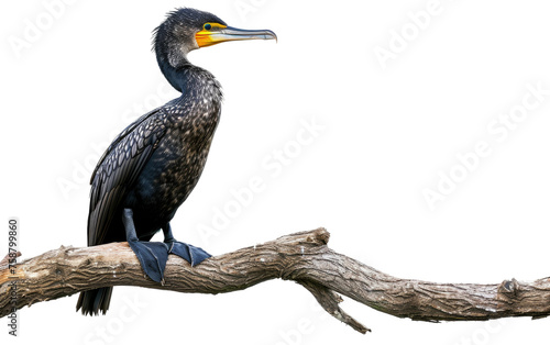 Branch-bound Cormorant isolated on transparent Background