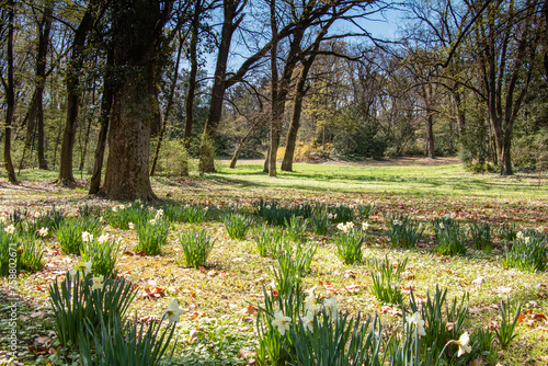 Wallpaper Mural Yellow daffodils in the park in spring. Torontodigital.ca