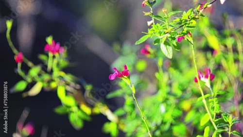 Salvia microphylla (Blackcurrant sage) photo