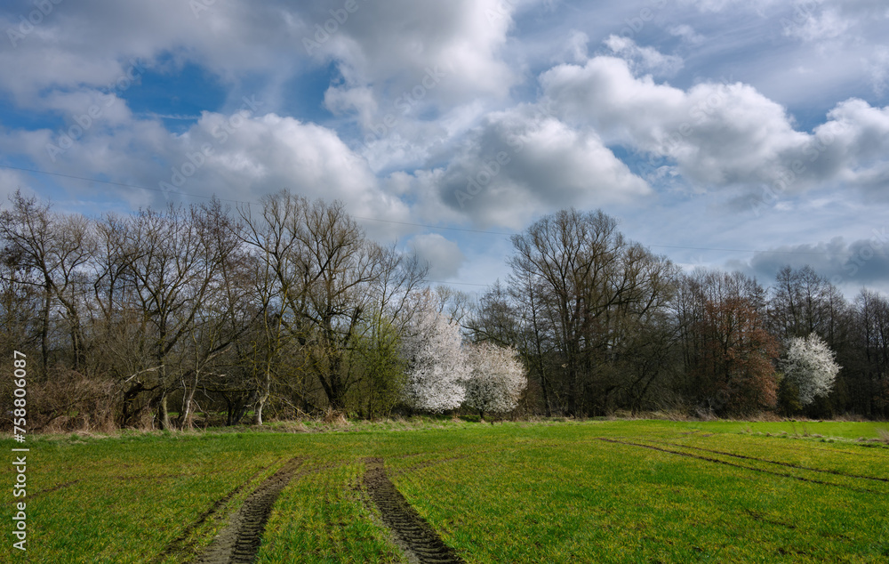 Feld mit Getreidesaat vor Baumreihe mit blühenden Büschen