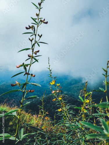 Yellow wild flowers from the grass on the mountaintop in the rainy season High angle landscape background, mountains, and fog.