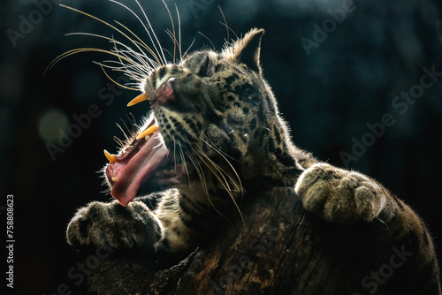  Borneo Clouded Leopard