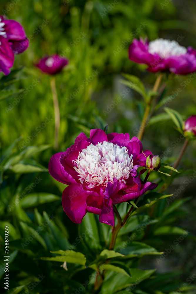 Paeonia lactiflora White Cap in flowers garden Paeonia lactiflora White Cap in flowers garden