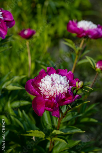 Paeonia lactiflora White Cap in flowers garden