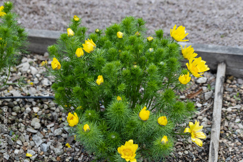 Adonis vernalis is a Pheasant's Eye with yellow flowers in rock garden photo