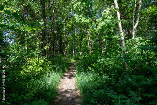 Path way in forest with leaf trees