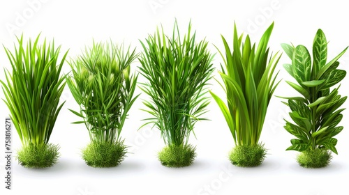 Realistic set of green grass sprouts isolated on transparent background. Modern illustration of lawn plant, landscaping element, garden decoration, football pitch surface, fresh meadow herb. photo