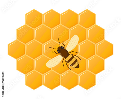 Bee honeycomb. Hexagon natural honey struct. Insects and honey. Vector illustration.