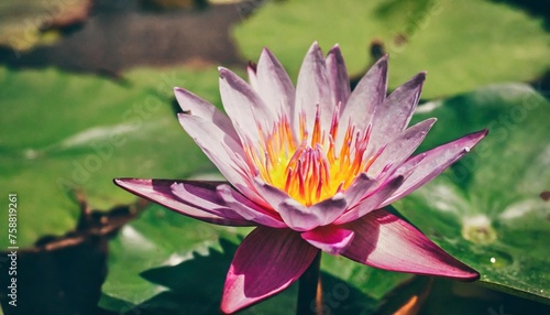 lotus flower fantasy detail nature background cinematic color grading