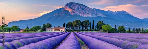 A vibrant lavender field stretches as far as the eye can see, with a majestic mountain towering in the distance
