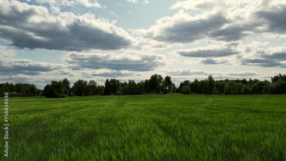 Drone flying over wheat field during sunset, sunrise. Sunrays coming through. Young farm wheat field. Endless green agricultural farm cornfield. Harvest and harvesting concept. Drone flying over wheat field during sunset, sunrise. Sunrays coming through. Young farm wheat field. Endless green agricultural farm cornfield. Harvest and harvesting concept.