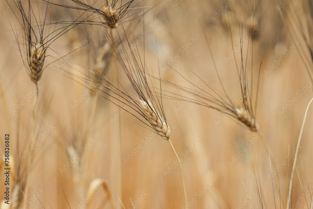 Summer barley field nearing harvest time Summer barley field nearing harvest time