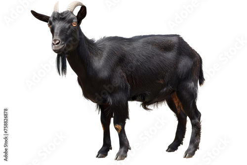 Goat Elegance on transparent background,