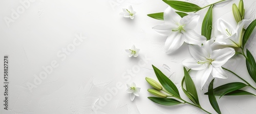 Funeral lily on white background with generous space available for text placement © Ilja