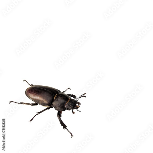 Female stag beetle on a white isolated background © Павел Дзюба
