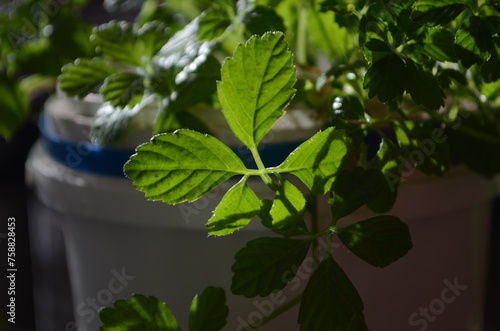 Miracle grass, Southern ginseng Gynostemma pentaphyllum Makino photo