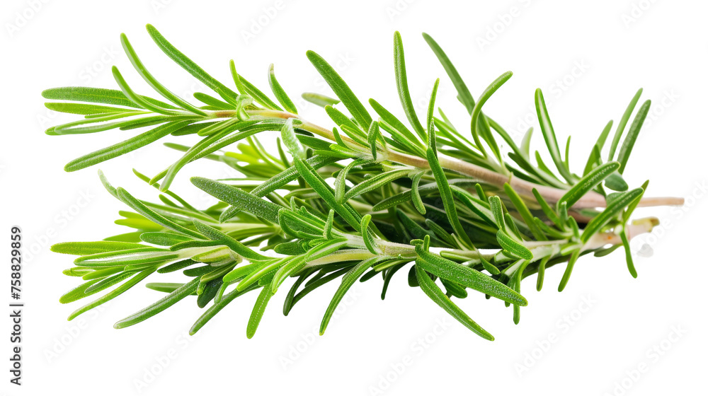 Realistic Rosemary - Transparent Background