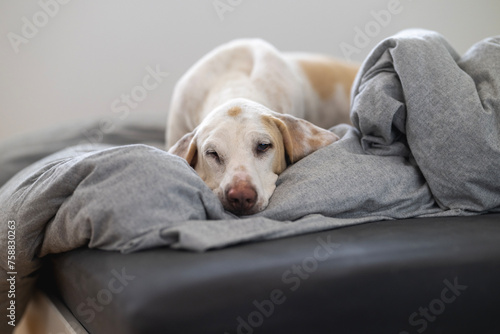 Porcelaine dog ( chien de franche comte) resting on a humans bed