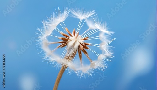 dandelion seed with background 