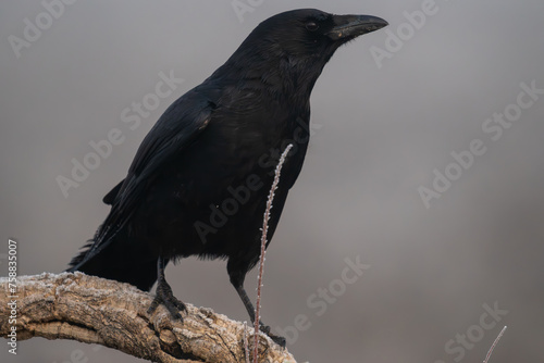 Beautiful very close portrait of a black crow perched on a tree branch observing laterally in a landscape with fog and vegetation in Spain  Europe