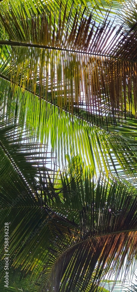 Naklejka premium palm tree in the wind