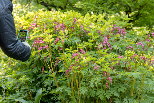 A woman takes pictures of dicentra flowers on her phone. photo