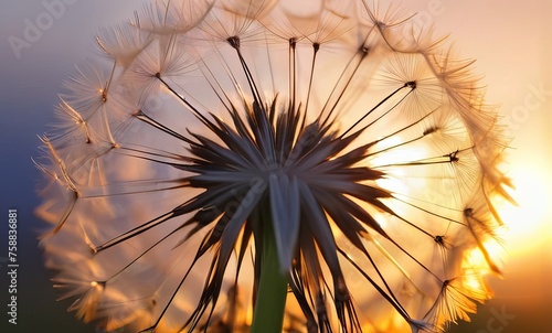 dandelion seed with background 