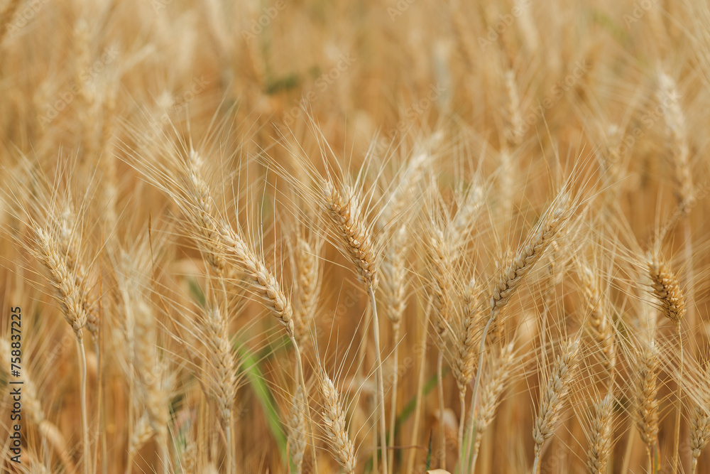 Summer barley field nearing harvest time Summer barley field nearing harvest time