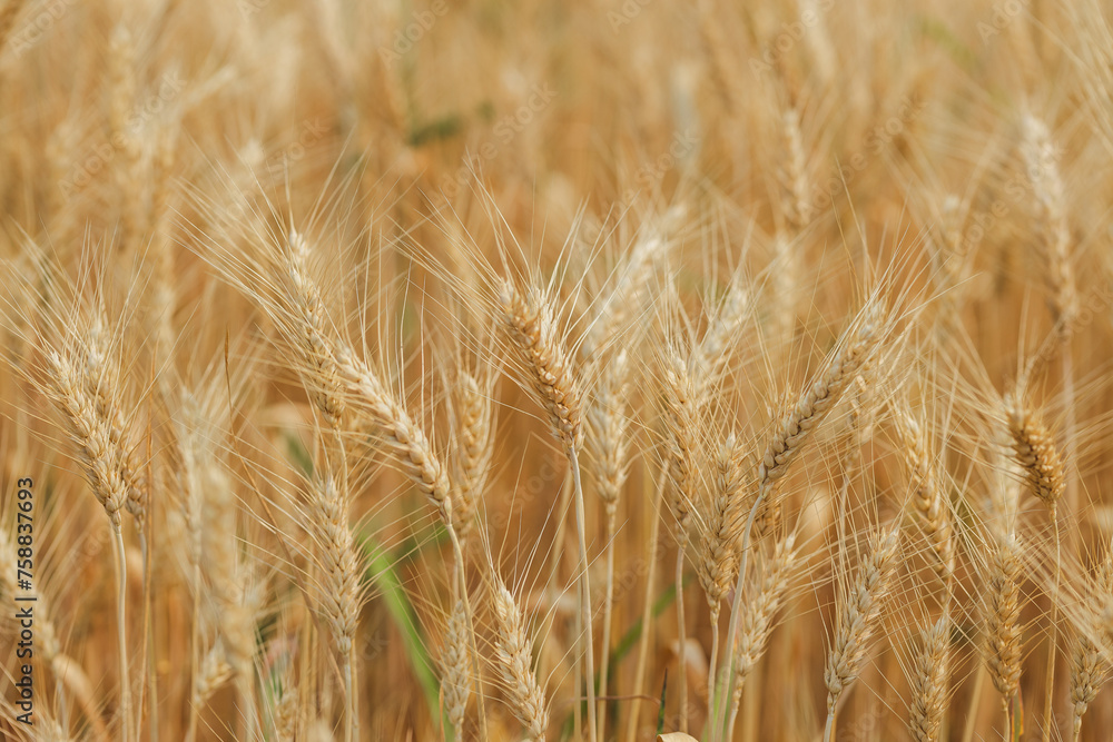 Summer barley field nearing harvest time Summer barley field nearing harvest time