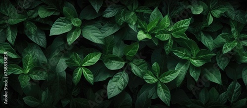 Green foliage.