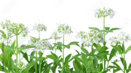 Sweet Woodruff on Transparent Background PNG