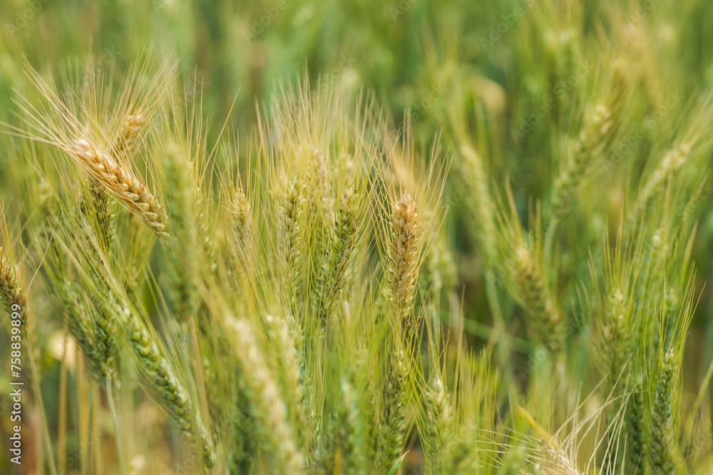 Summer barley field nearing harvest time Summer barley field nearing harvest time
