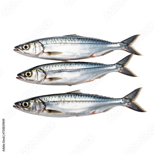 three fish mackerel isolated on transparent background