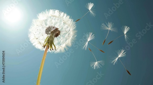 Macro shot of dandelion seed floating in the wind  nature background with flying seed pod fluff