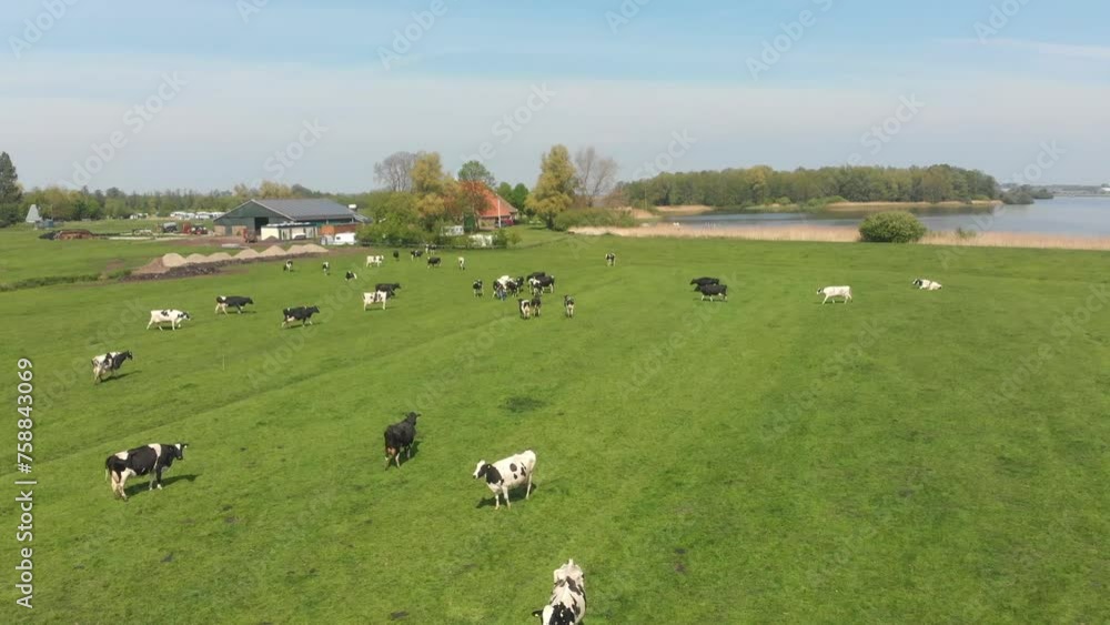 Aerial view of meadow with grazing dairy cattle in summer, Netherlands Aerial view of meadow with grazing dairy cattle in summer, Netherlands