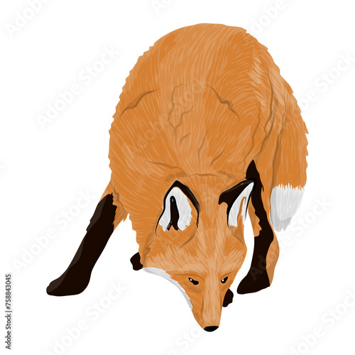 The red fox. Realistic vector carnivorous animal