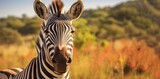 Zebra on the background of the savannah