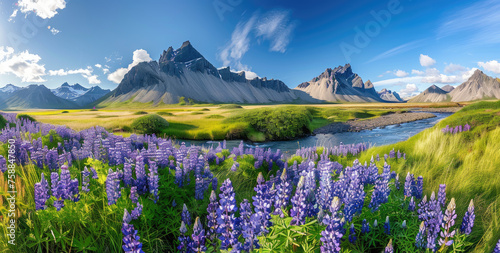 panoramic view of Stokksnes, Iceland with the vestrahorn mountain in background, field full of purple wild flowers in foreground, river flowing through the landscape