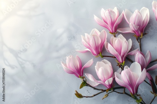 Pink and white magnolia flowers floating gracefully on a calm  reflective surface