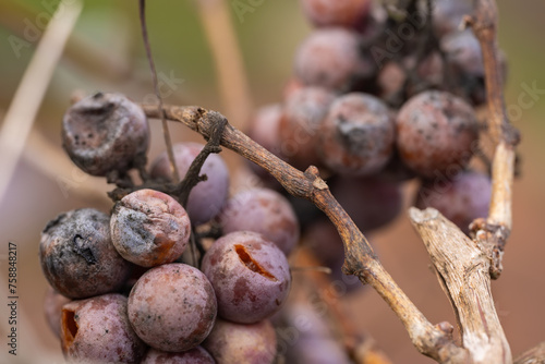 close up on bunches with rotten grapes. selective focus