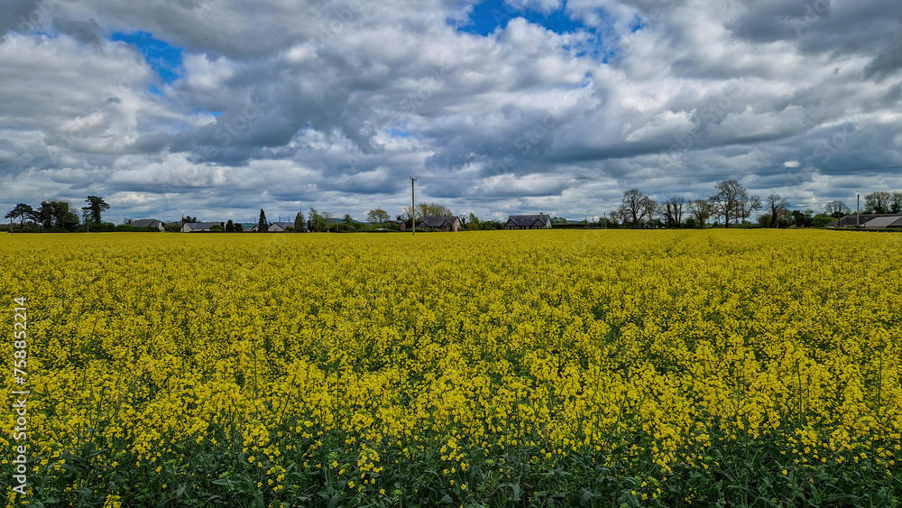 Obraz premium Fields of gold: Rapeseed blooms paint the countryside of County Kildare with vibrant hues, a picturesque scene of agricultural beauty.