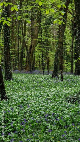 Fototapeta Naklejka Na Ścianę i Meble -  Bluebells and wild garlic intermingle, painting the forest floor of Killinthomas Woods with hues of blue and green, a fragrant celebration of nature's renewal.