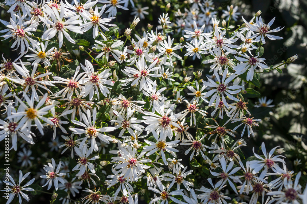 Eurybia divaricata, the white wood aster, is an herbaceous plant native to eastern North America. Eurybia divaricata, the white wood aster, is an herbaceous plant native to eastern North America.
